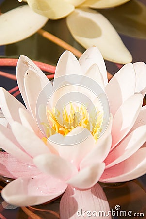 Water lily Stock Photo