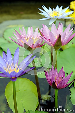 Water Lily Stock Photo