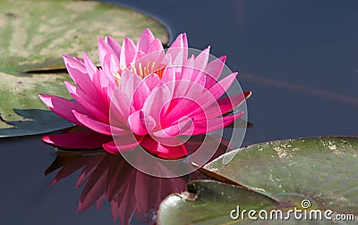 Water lily Stock Photo