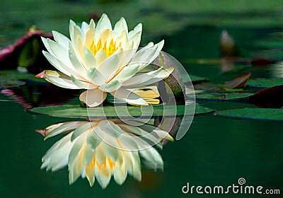 Water-lily Stock Photo