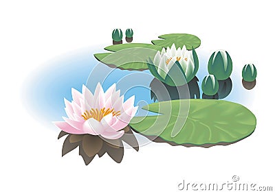 Water lily Vector Illustration