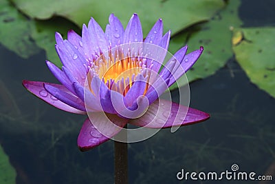 Water Lily Stock Photo