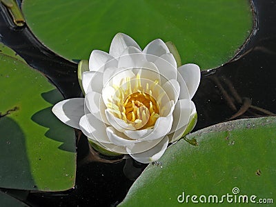 Water-lily. Stock Photo