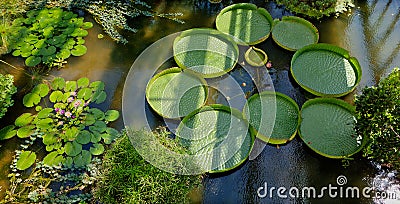 Water lily Botanical Garden, Padua, Italy Stock Photo