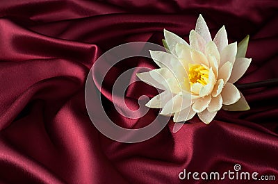 Water lily on burgundy satin Stock Photo