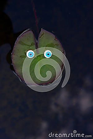 Water lily eyes nature day Stock Photo