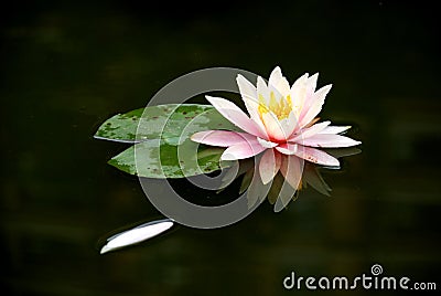 The water lily floating Stock Photo