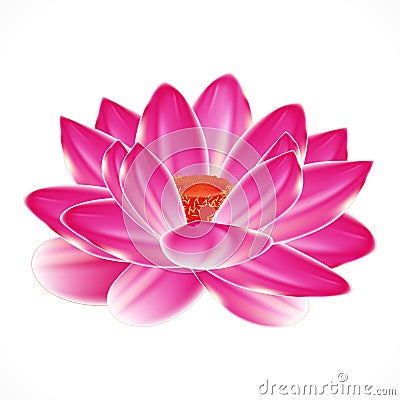 Water lily flower. Vector Illustration