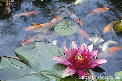 Water Lily Flower Blooming in Koi Pond Stock Photo