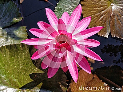 Water Lily Flower blossom Stock Photo