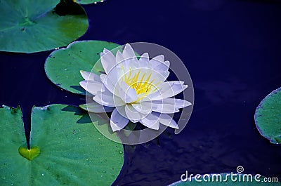 Water lily flower Stock Photo