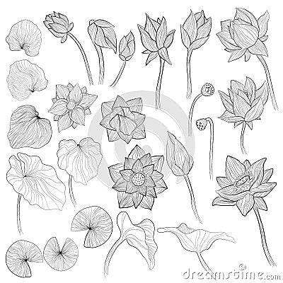 Water lily flowers, blossom bud and leaves outline vector illustration set on white background. Collection of sketch art of lotus Vector Illustration
