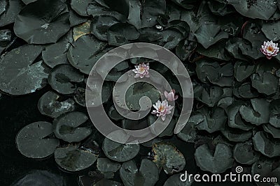 Pink lotus on the water Stock Photo