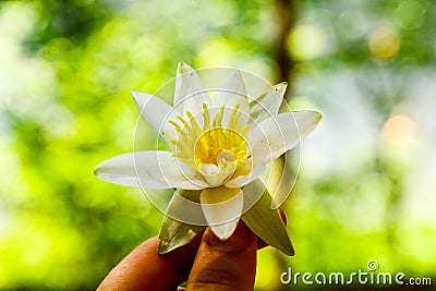 Water Lily in the girl`s hand Stock Photo