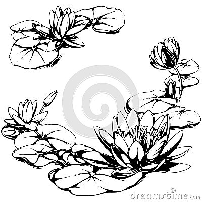 Water lily illustration Vector Illustration