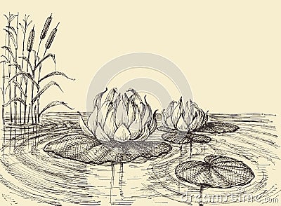 Water lily on the lake hand drawing Vector Illustration