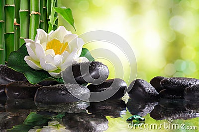Water lily on lots of black stones reflected in water Stock Photo