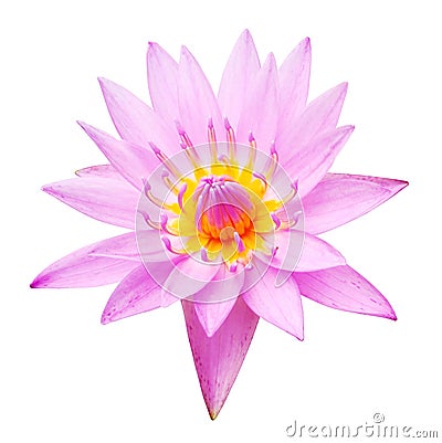 Water Lily Stock Photo