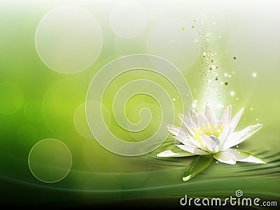 Water lily Stock Photo