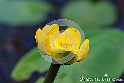 Yellow nenuphar flower close up Stock Photo