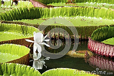 Water-lily, Nenuphar Stock Photo