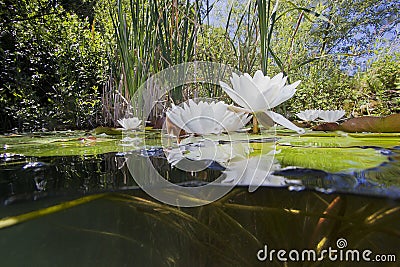 Water lily nuphar lutea Underwater shot Stock Photo