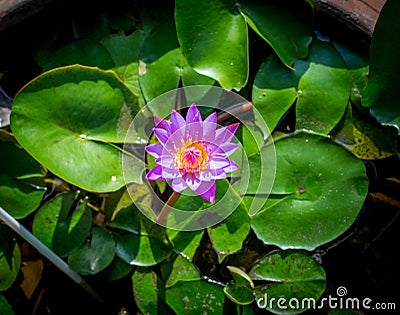 Water Lily or Nymphaeaceae Stock Photo
