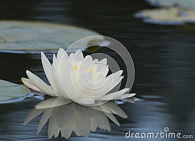 Water lily and Pads Stock Photo