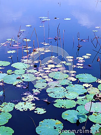 Water lily pads in autumn Stock Photo