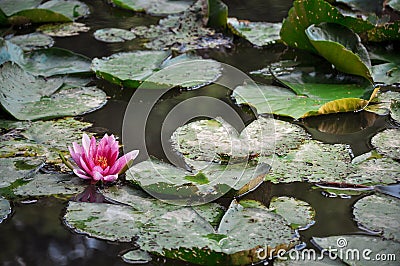 Water lily pink stands out from some lily pads in a Lake in Germany Stock Photo