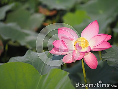 Water lily Plantae, Sacred Lotus, Bean of India, Nelumbo, NELUMBONACEAE name flower in pond Large flowers oval buds Pink tapered e Stock Photo