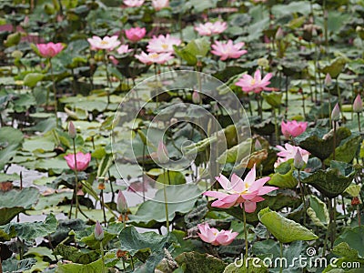 Water lily Plantae, Sacred Lotus, Bean of India, Nelumbo, NELUMBONACEAE name flower in pond Large flowers oval buds Pink tapered Stock Photo