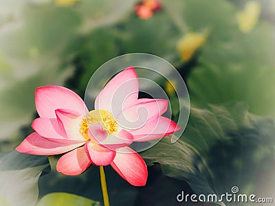 Water lily Plantae, Sacred Lotus, Bean of India, Nelumbo, NELUMBONACEAE name flower in pond Large flowers oval buds Pink tapered Stock Photo