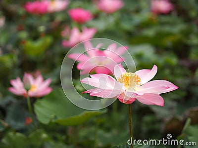 Water lily Plantae, Sacred Lotus, Bean of India, Nelumbo, NELUMBONACEAE name flower in pond Large flowers oval buds Pink tapered Stock Photo