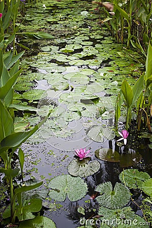 Water Lily on the pond Stock Photo