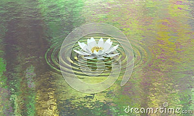 Water lily pond calm and purity Stock Photo