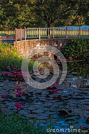 Water lily pond outdoors in Tobago Caribbean bridge garden Stock Photo