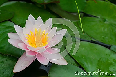 Water lily in the pond. Pink water lily or lily flower in the pond. Stock Photo