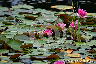 Pink water lilies on a lake in Scotland Stock Photo