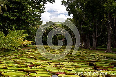 Water Lily Pool Stock Photo