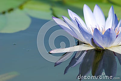 Water lily reflection Stock Photo
