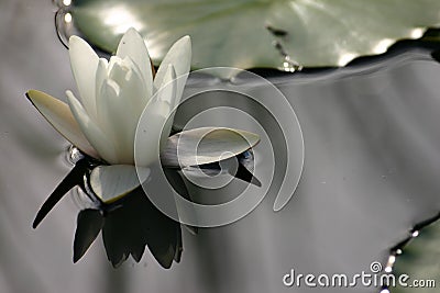 Water lily reflection Stock Photo