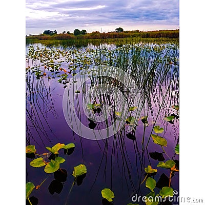 Water Lily and Tall Grass on the St. Johns River Stock Photo