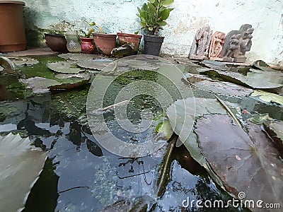 Water lily in a tank Stock Photo