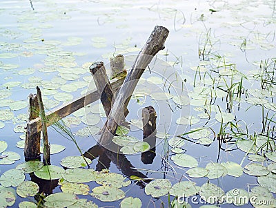 Water lilys and ruined jetty Stock Photo