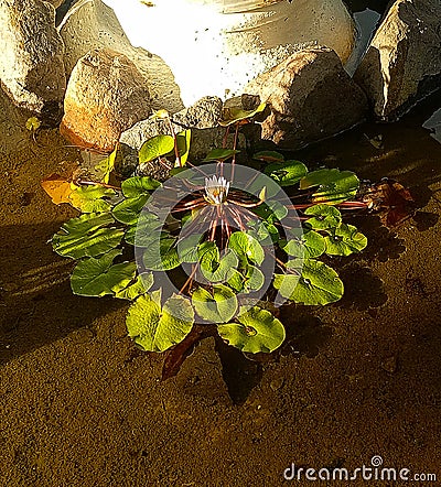 Water lilys on a fish pond Stock Photo