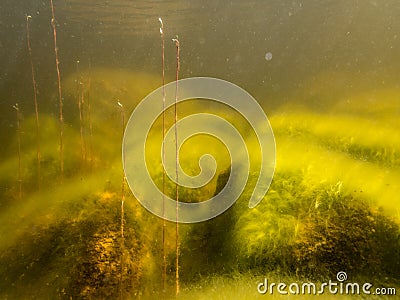 Water lobelia stems growing by stones with filamentous algae Stock Photo