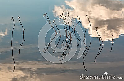 Water lobelias growing in shallow water Stock Photo