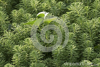 Water milfoil or Myriophyllum aquaticum in paddy field. Stock Photo