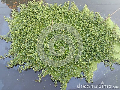 Water mimosa clump green vegetable isolated on water surface background closeup. Stock Photo